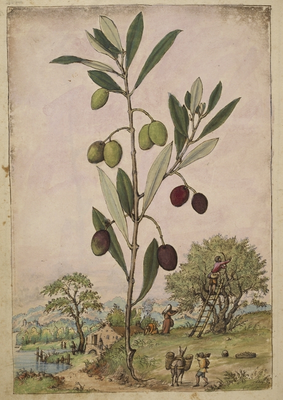 Olive Illustration