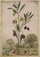 Olive Illustration