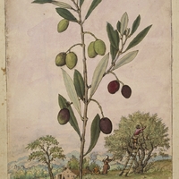Olive Illustration